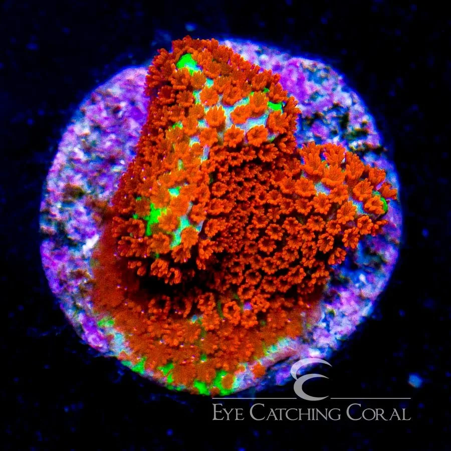 ECC Bubblegum Digitata Frag — Special Order [AC377]