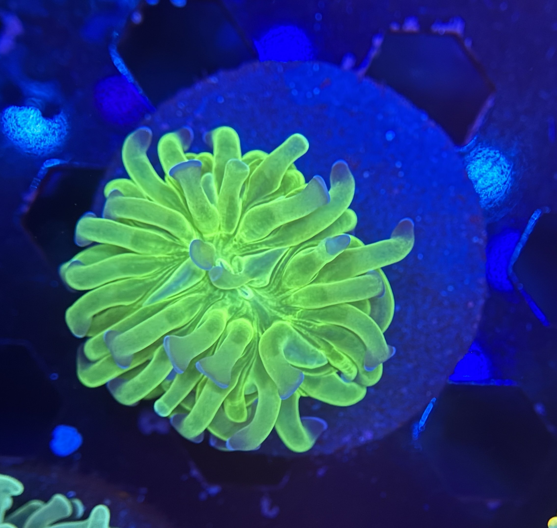 Hammer Frag 009 $30.jpg
