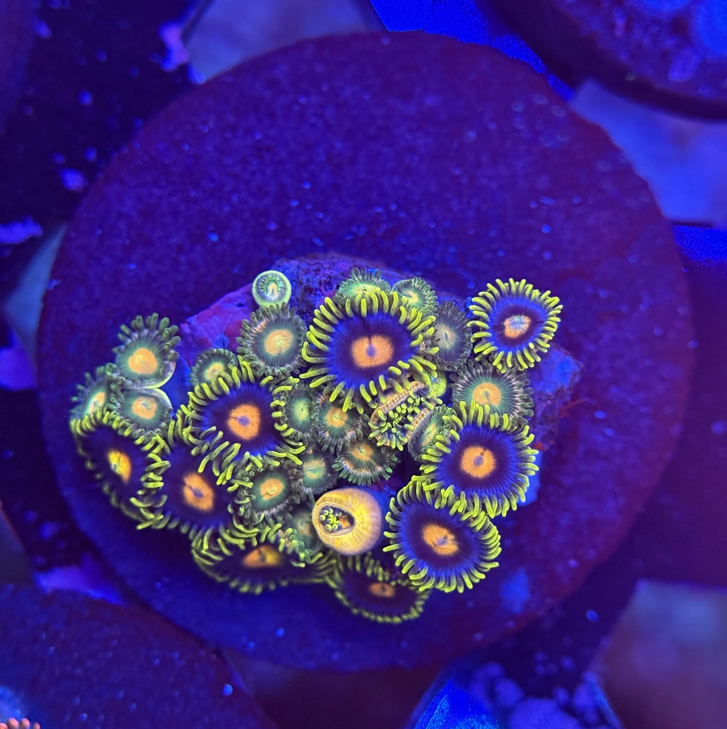 Assorted Zoa Frag 012