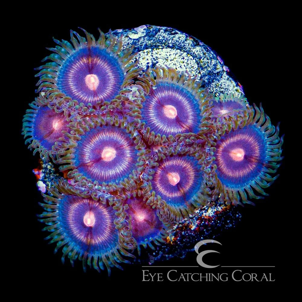 ECC Plasma Cutter Zoanthid Frag (4+ Polyp Average) — Special Order [AC497]