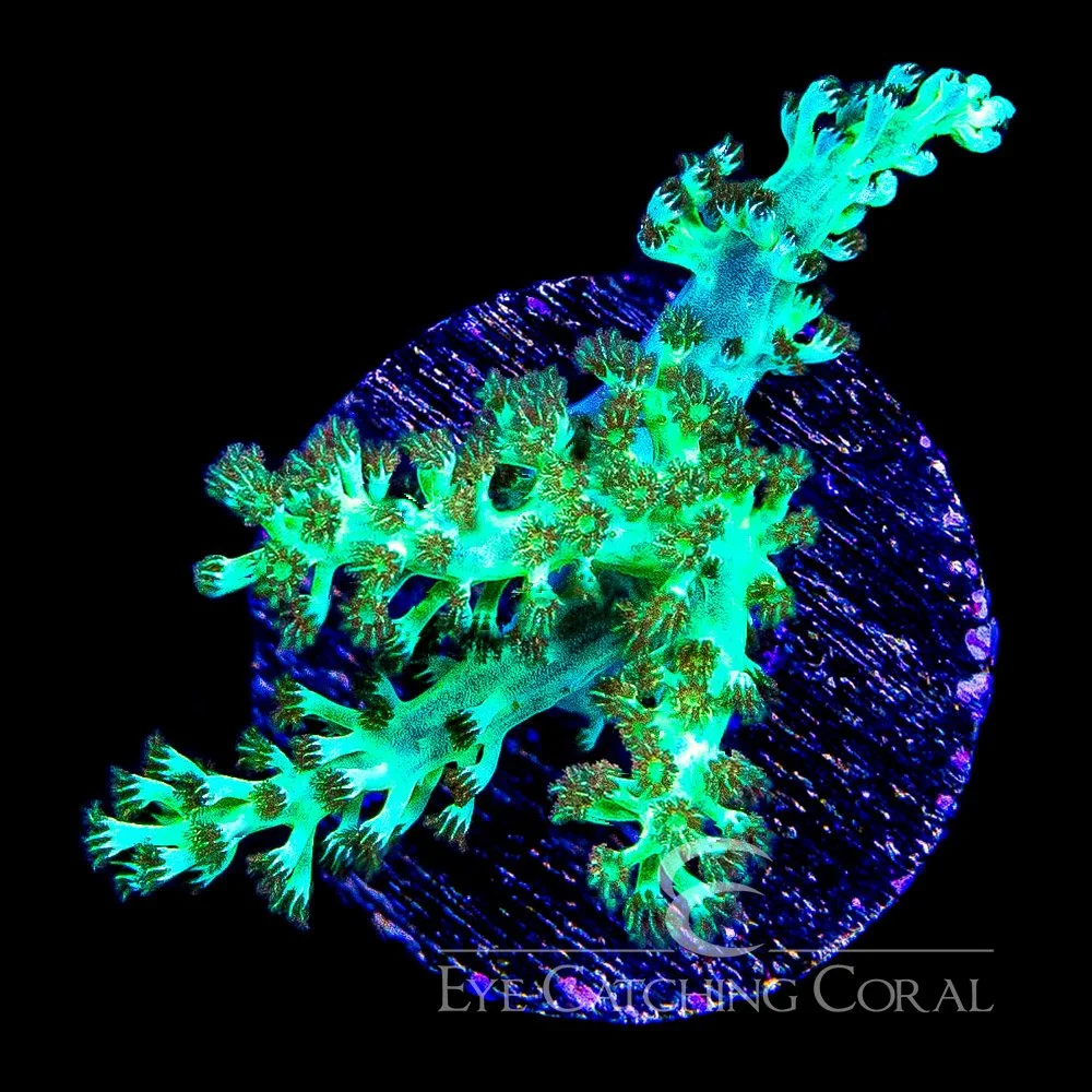ECC Goblin Kenya Tree Frag — Special Order [AC1028]