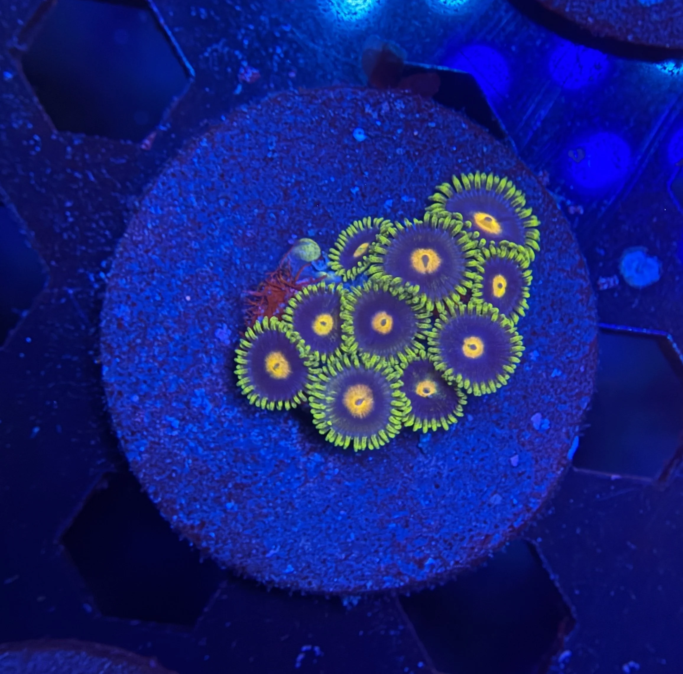Assorted Zoa Frag 019