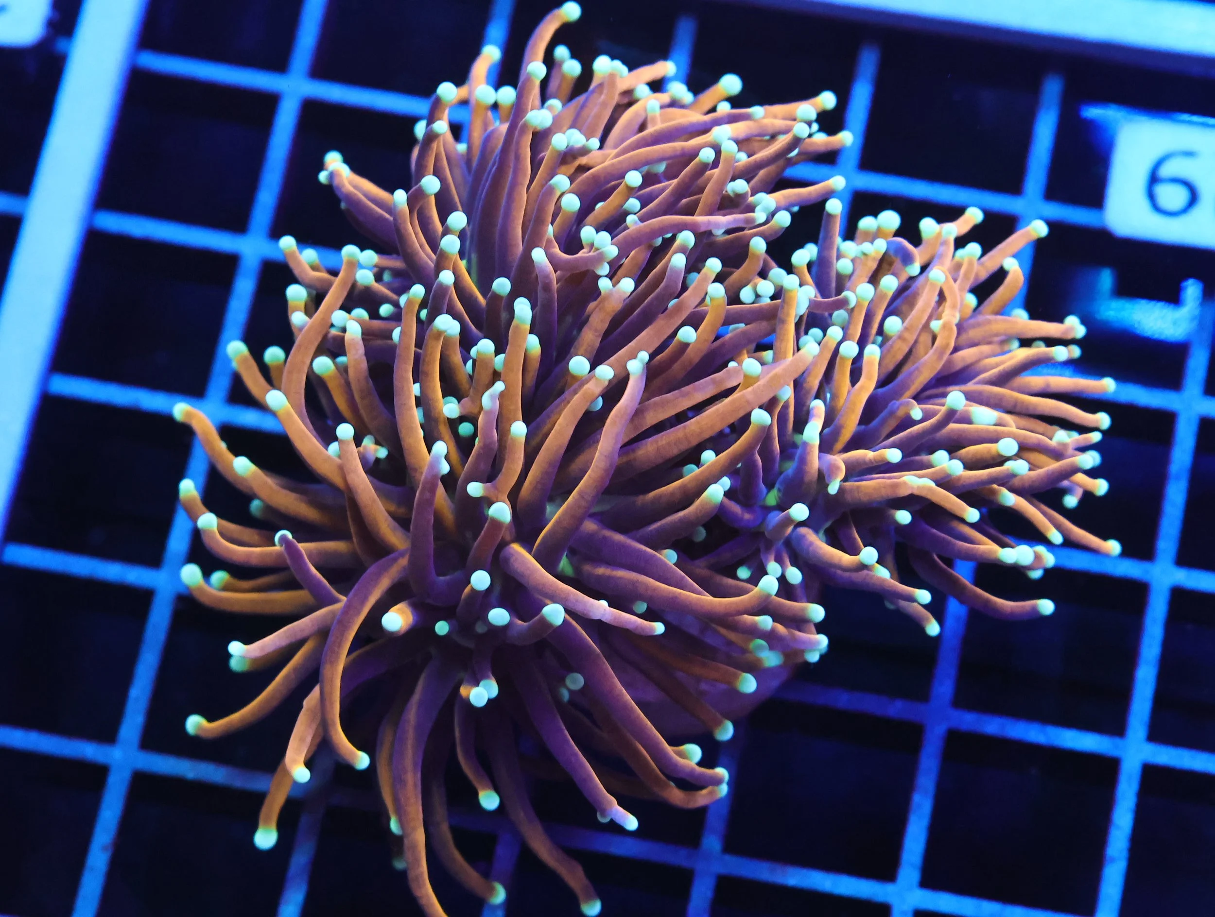 Gold Torch Teal Tip 3 Heads