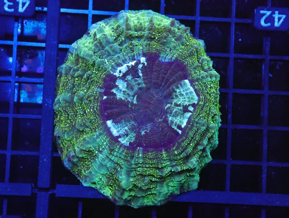 B42 -Aussie Emerald City Acanthophyllia — Special Order [SDC-B42]
