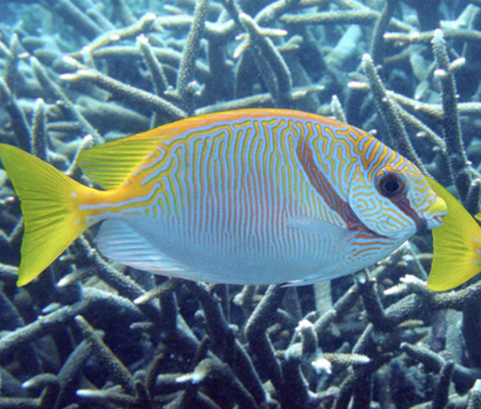 Scribbled Rabbitfish M