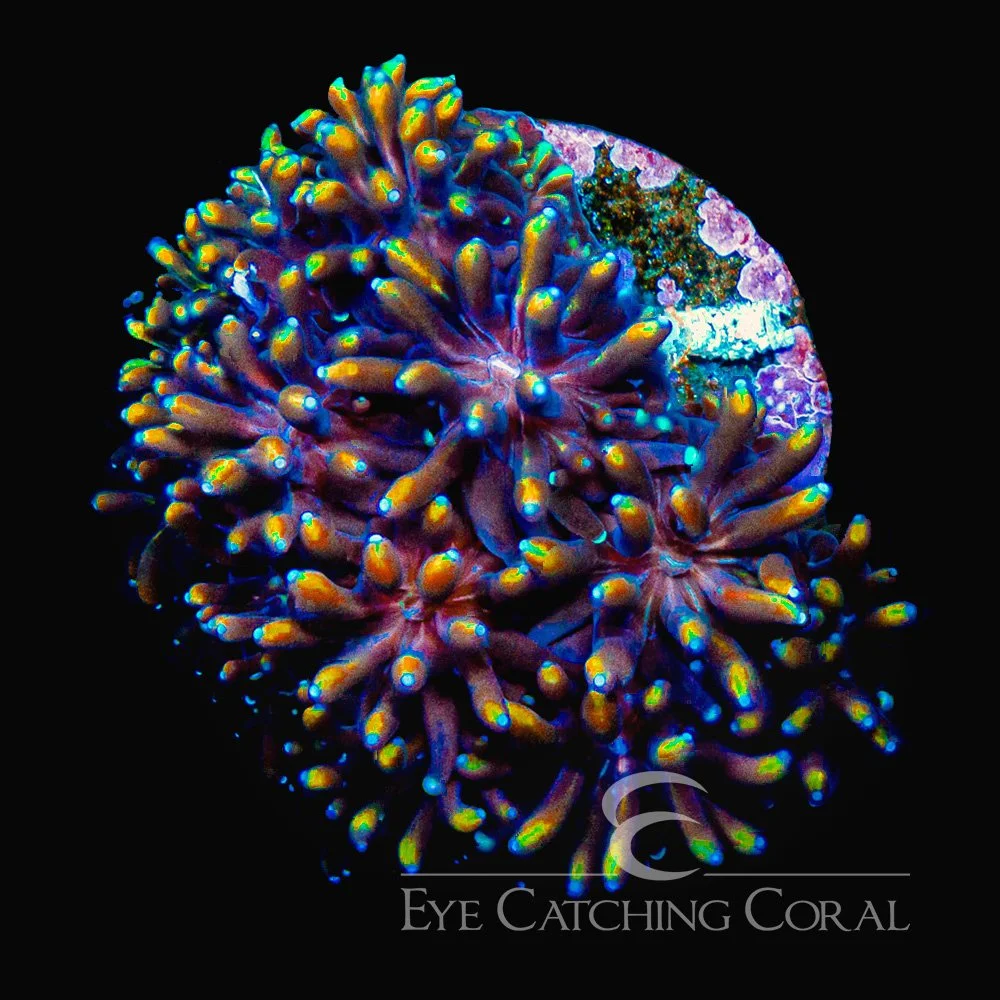 ECC Orange Passion Galaxea Frag — Special Order [AC151]