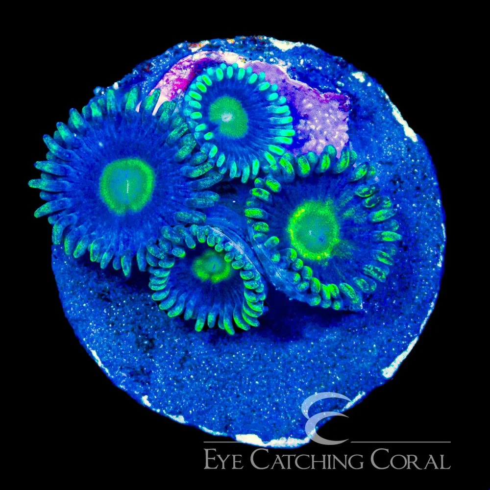 ECC Dark Void Zoanthid Frag (4+Polyp Average) — Special Order [AC1179]