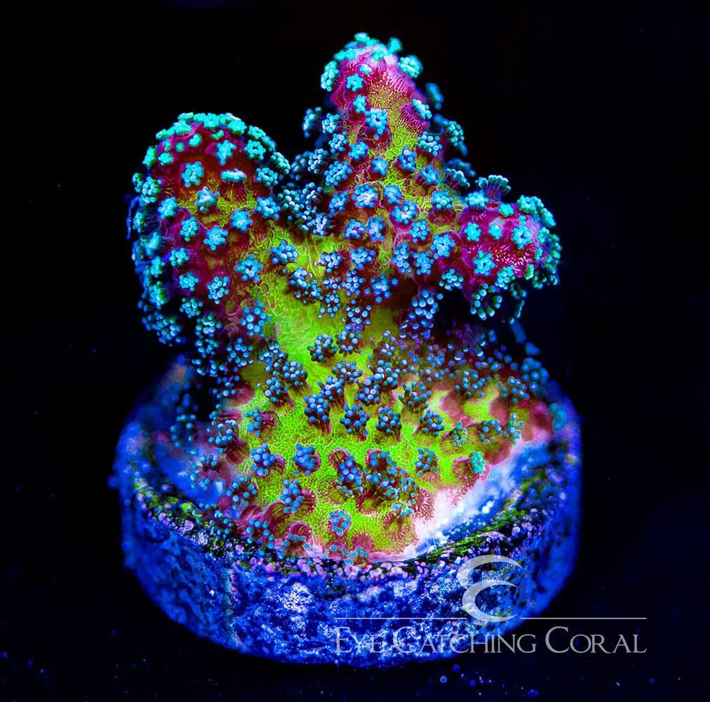 ECC Radiance Stylophora Frag — Special Order [AC843]