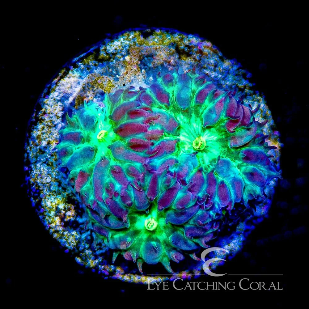 ECC Hawaiian Sunset Blastomussa Merletti Frag — Special Order [AC491]