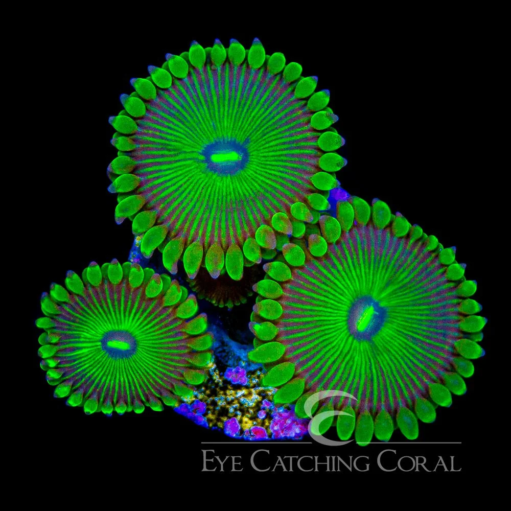 ECC Grouchy Green Zoanthid Frag (2+Polyp Average) — Special Order [AC985]
