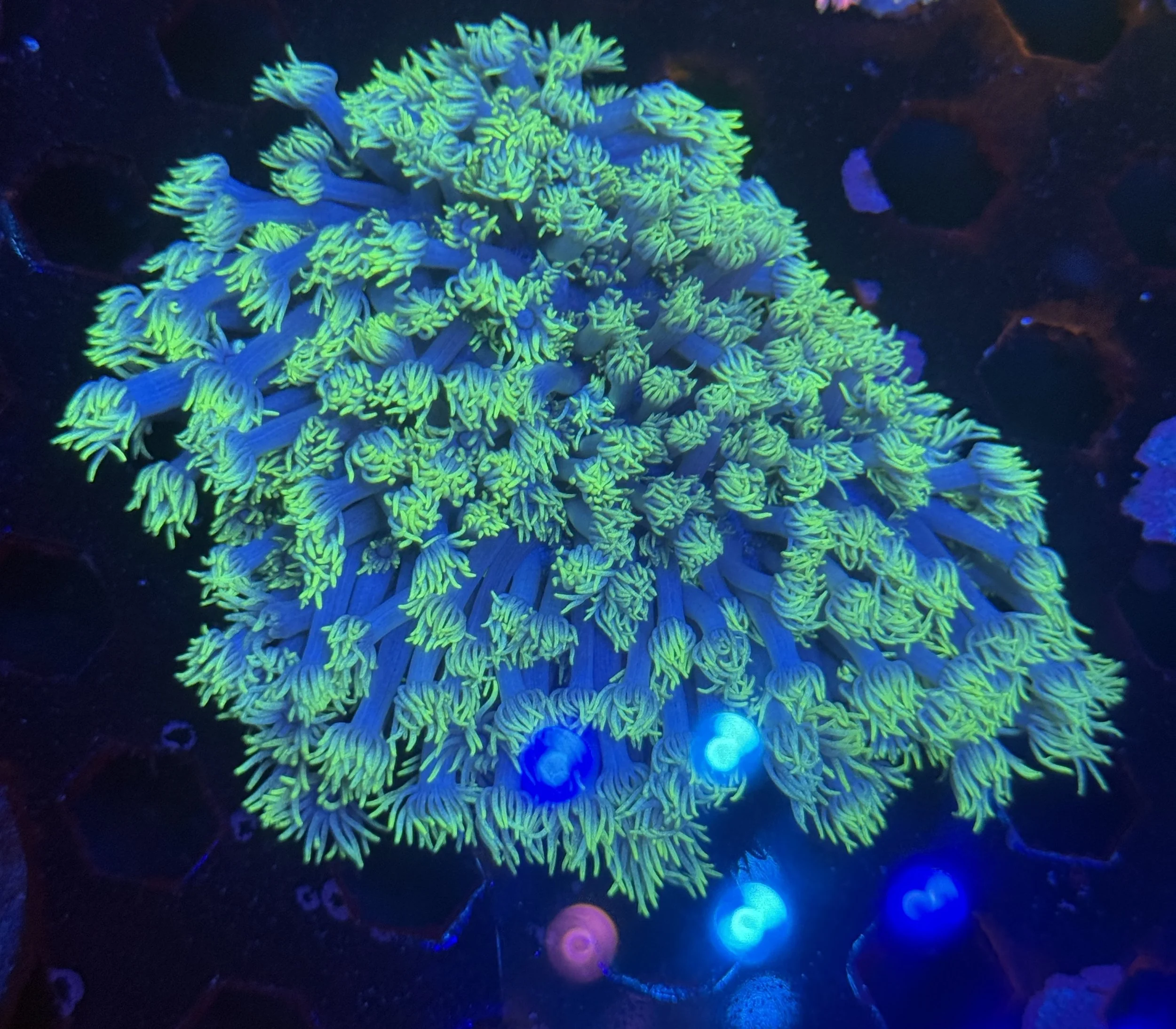 Green Goni Colony 002