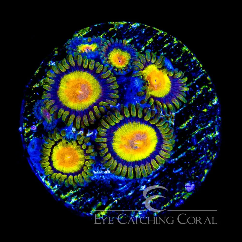 ECC Tutti Frutti Zoanthid Frag (4+Polyp Average) — Special Order [AC1008]
