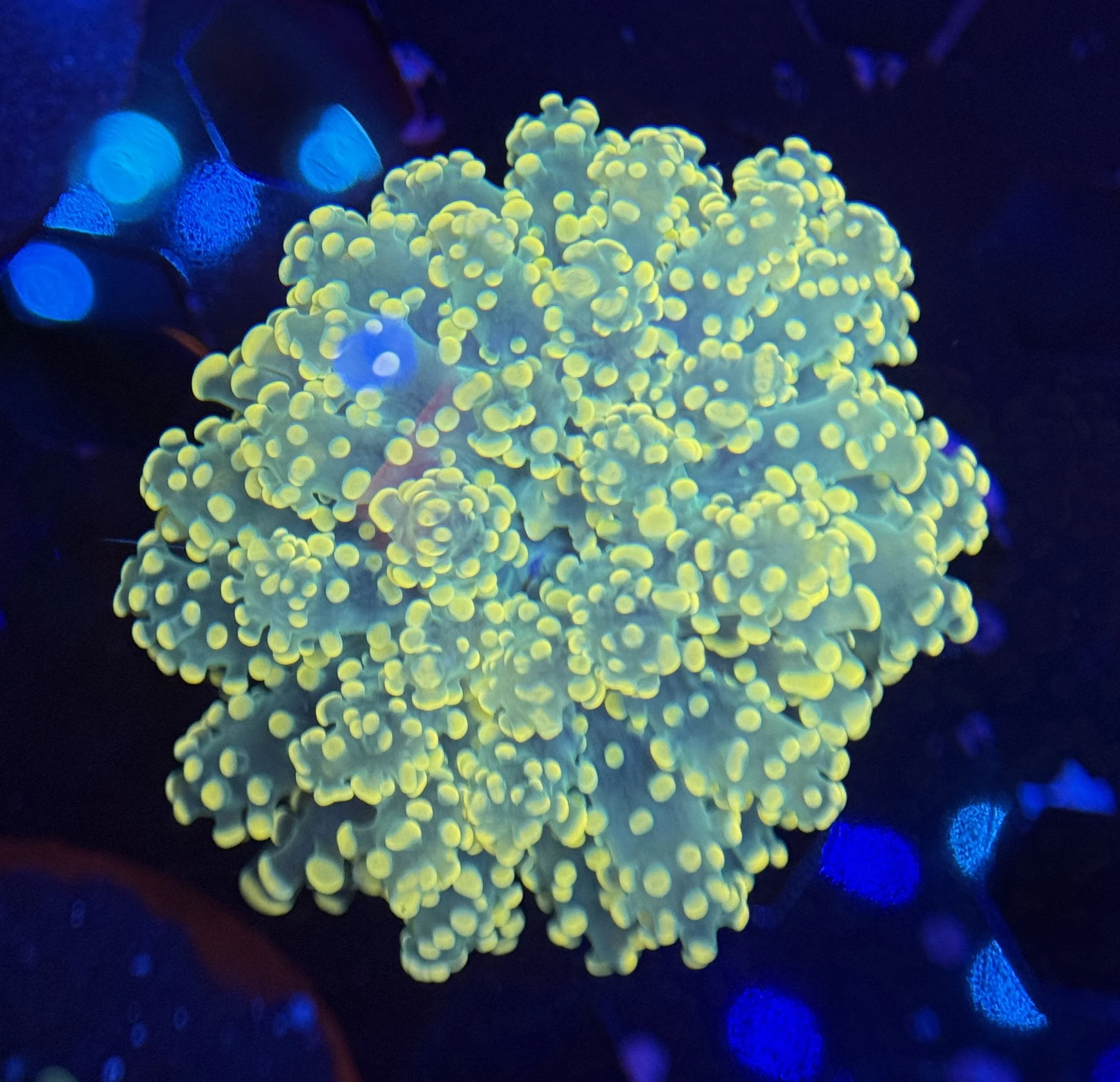 Orange Octospawn $50.jpg