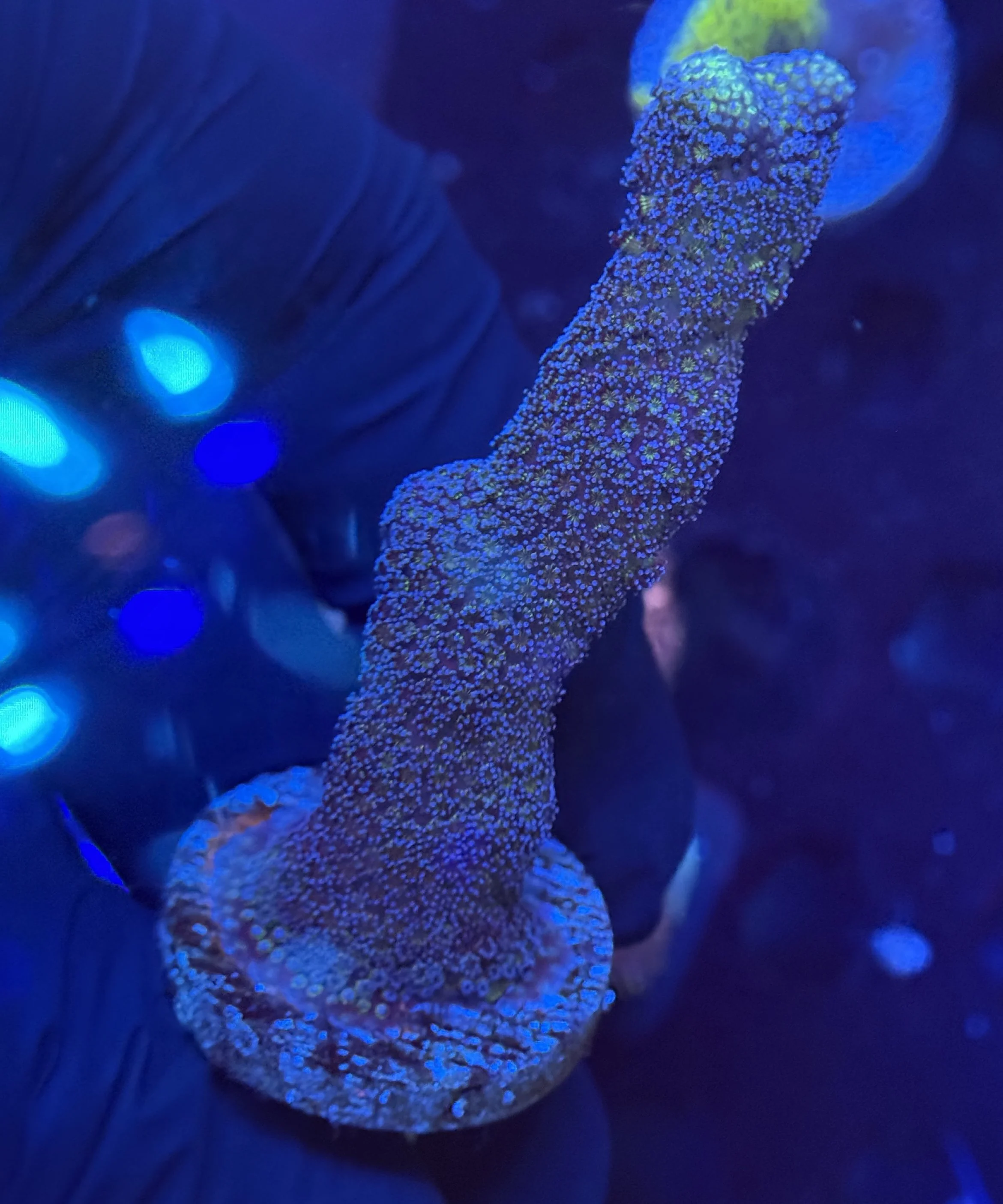 Blue Stylo Frag 001
