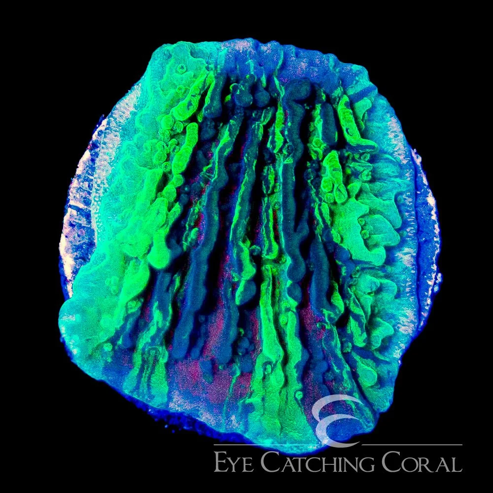 ECC Cold Fusion Montipora Frag — Special Order [AC1190]