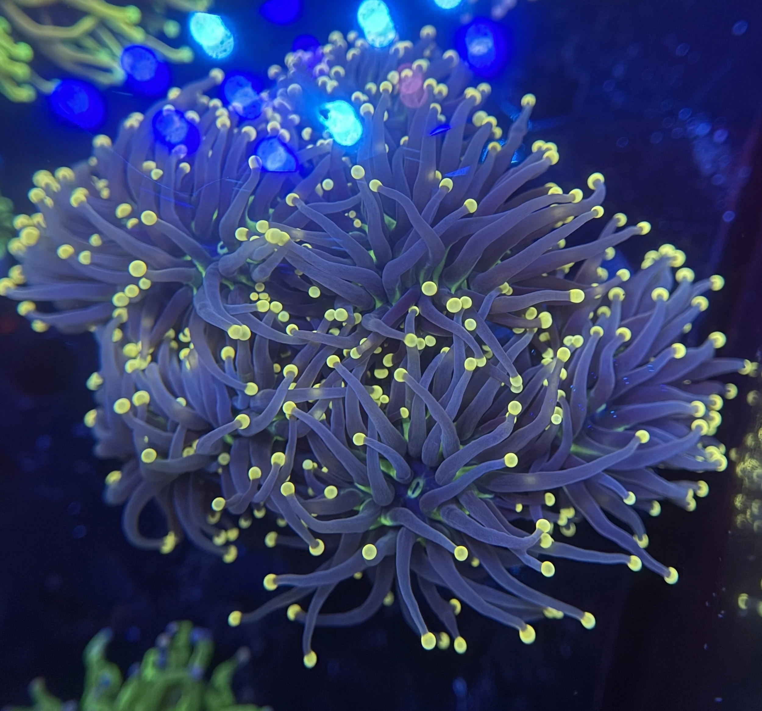 Blackout Torch Colony