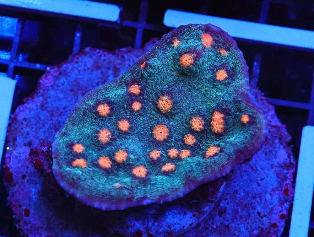 Aqua Orange Eye Chalice