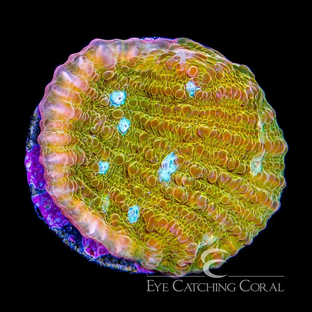 ECC Orange Sherbert Chalice Frag — Special Order [AC435]