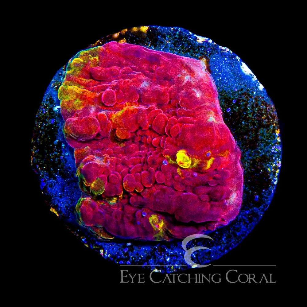 ECC Golden Flame Chalice Frag — Special Order [AC1103]