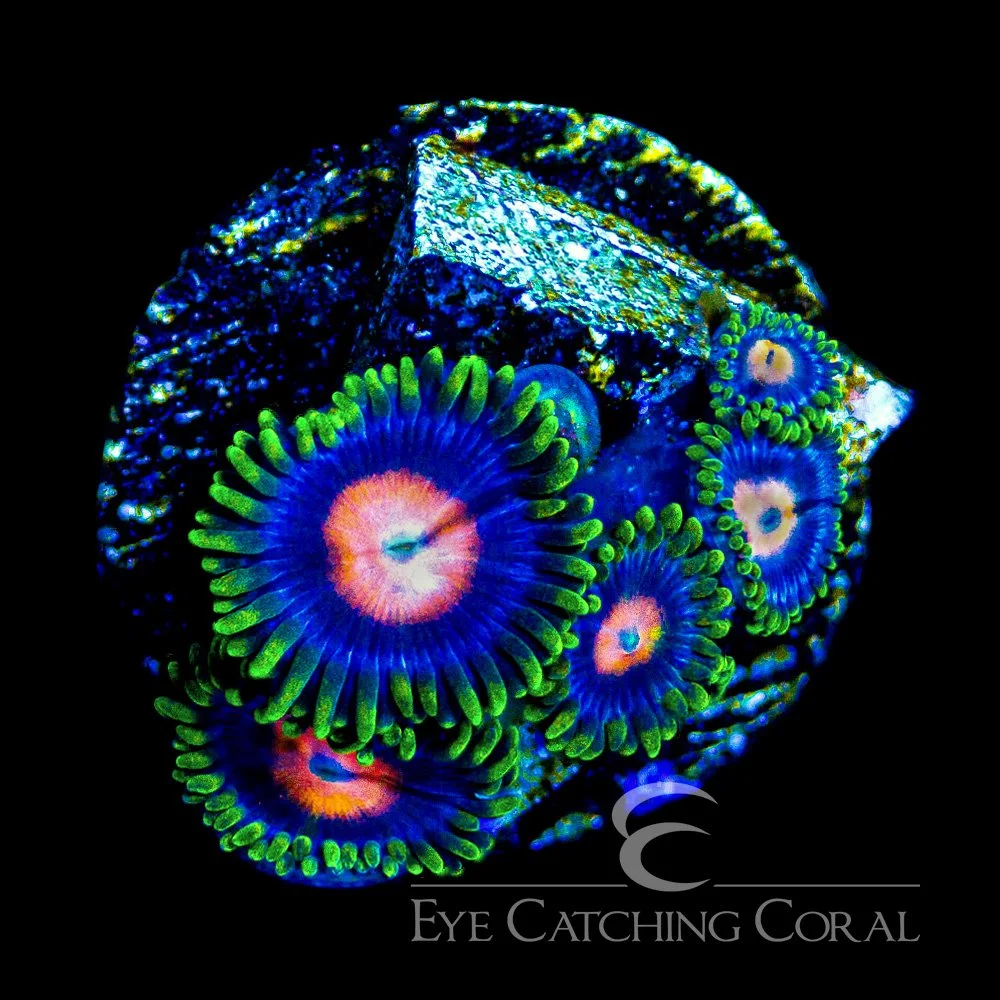 ECC Blow Pops Zoanthid Frag (4+ Polyp Average) — Special Order [AC351]