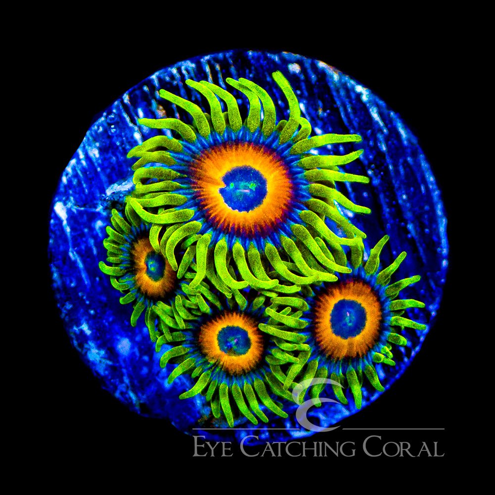 ECC Lazy Lashes Zoanthid Frag (4+ Polyp Average) — Special Order [AC1053]