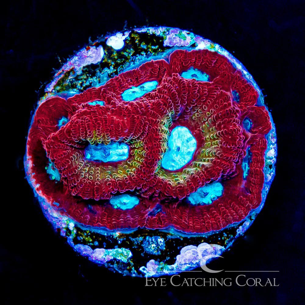 ECC Magma Frost Favia Frag — Special Order [AC427]