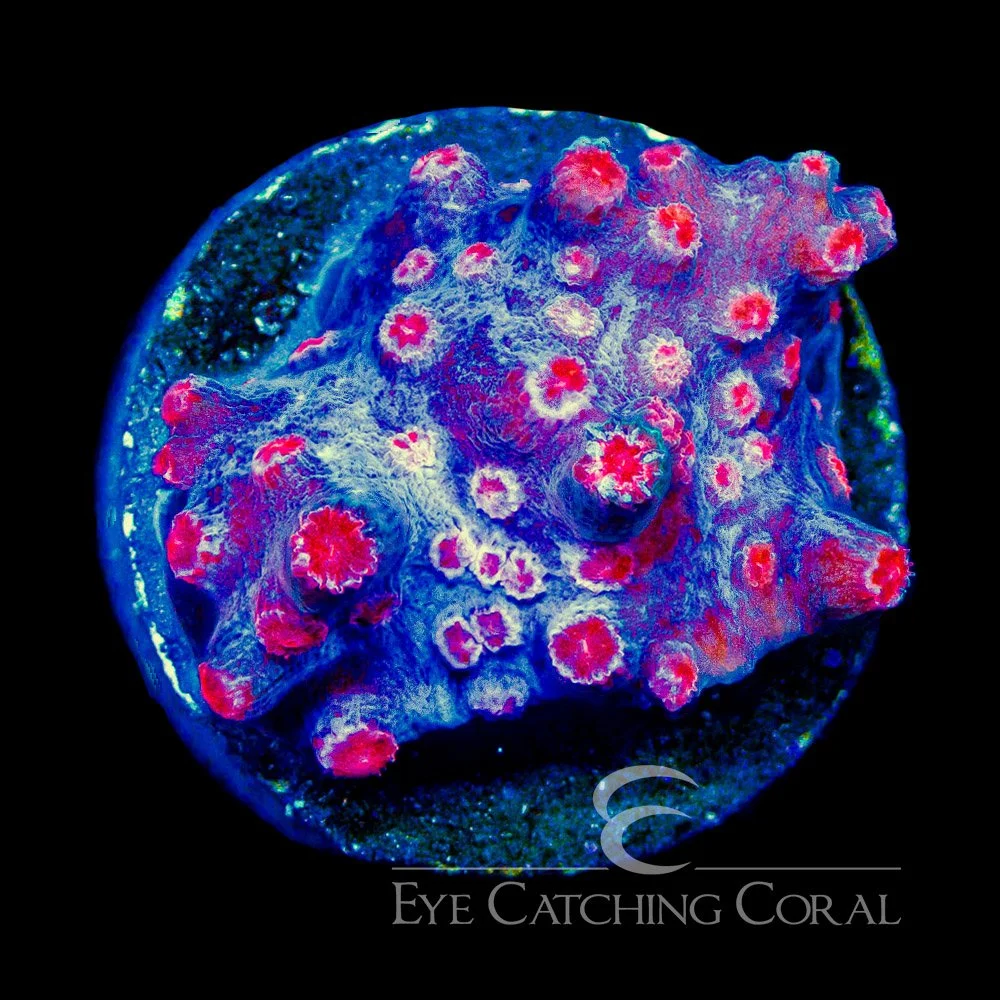 ECC Cherry Blossom Branching Cyphastrea Frag — Special Order [AC1089]