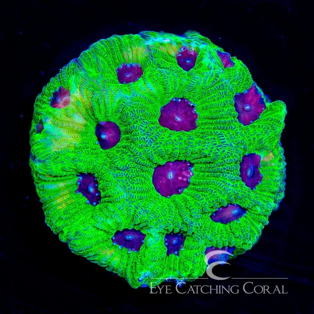 Purple Passion Favia Frag — Special Order [AC776]