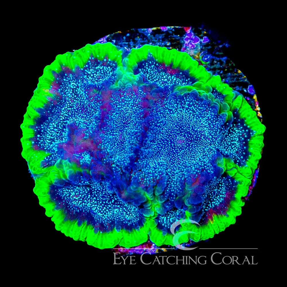 ECC Wave Runner Favites Frag — Special Order [AC938]