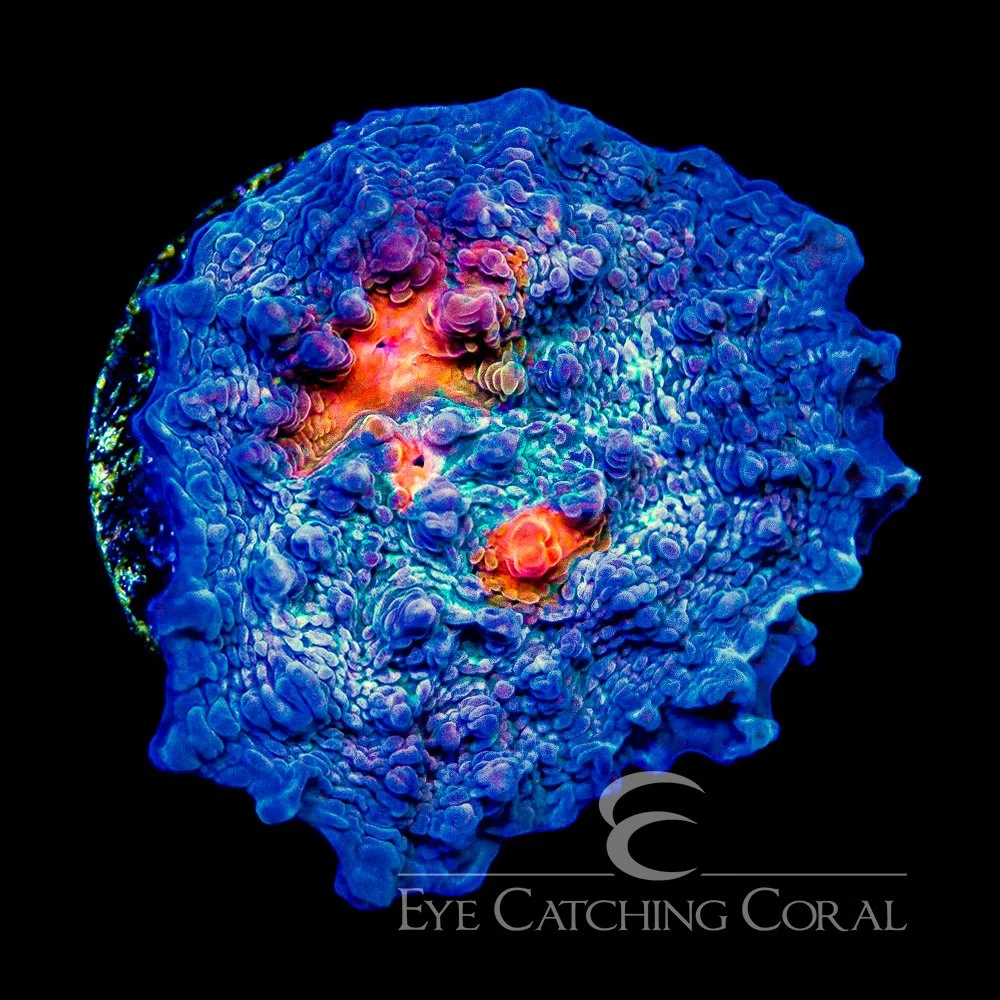 ECC Lazy Eye Chalice Frag — Special Order [AC1040]