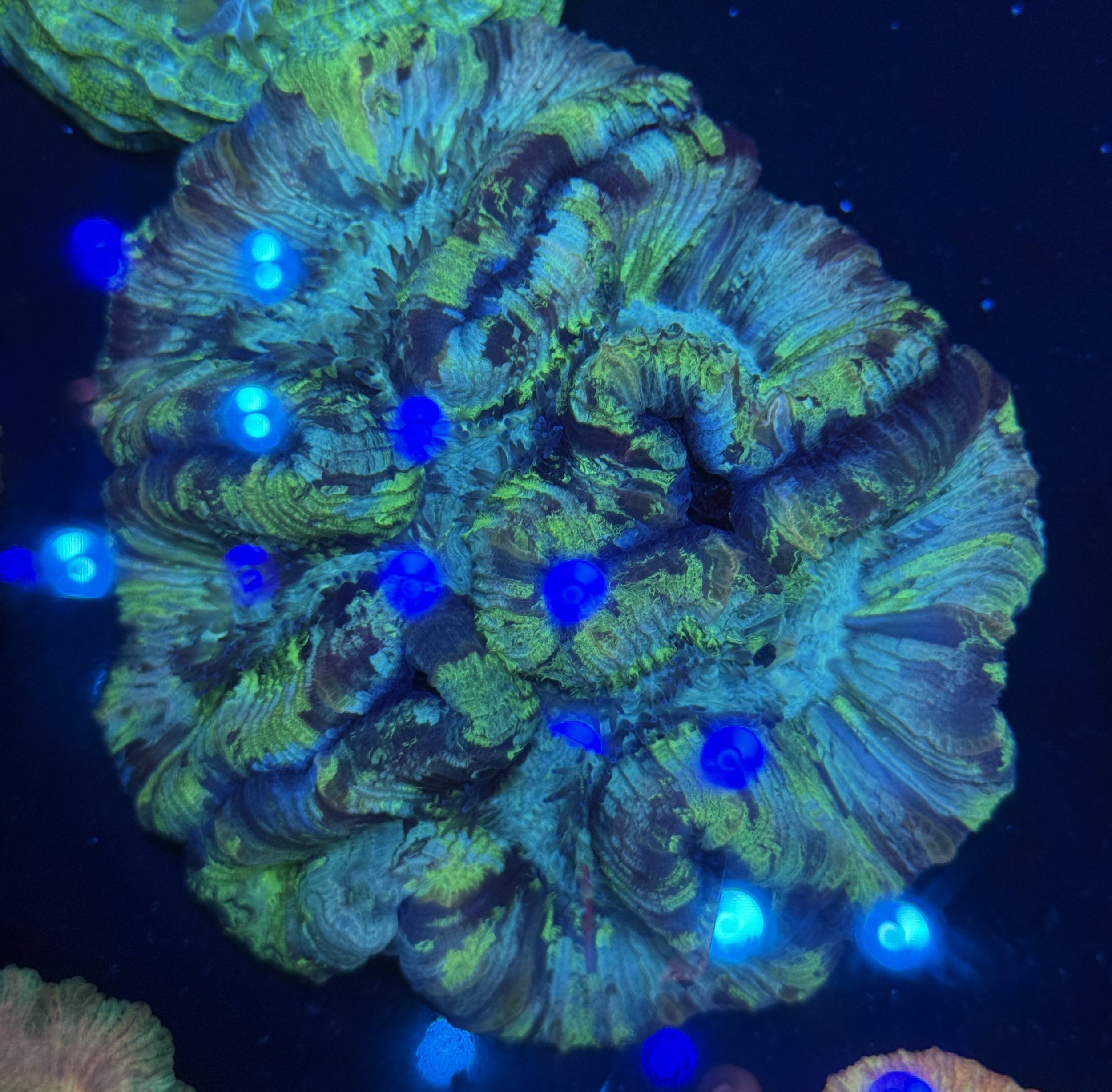 Ultra Wellsophyllia 003