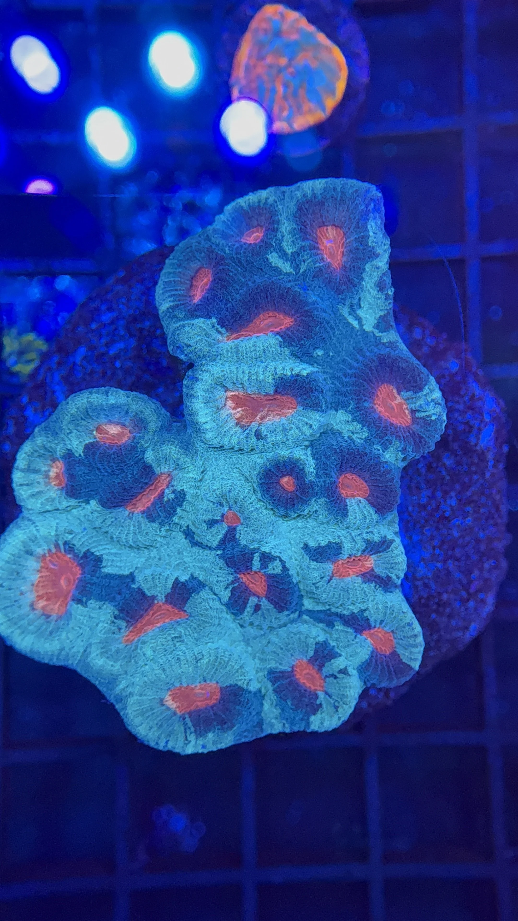 War Coral Mini Colony