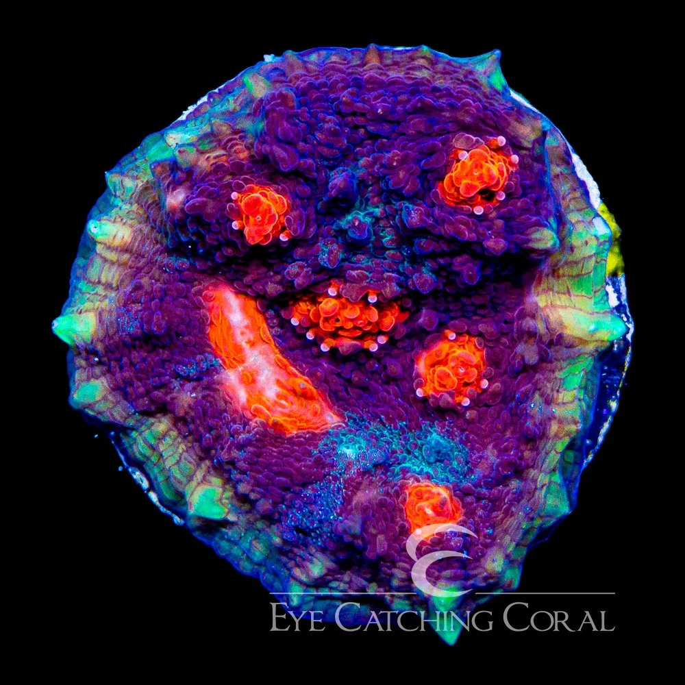 ECC Fire & Ice Chalice Frag — Special Order [AC218]
