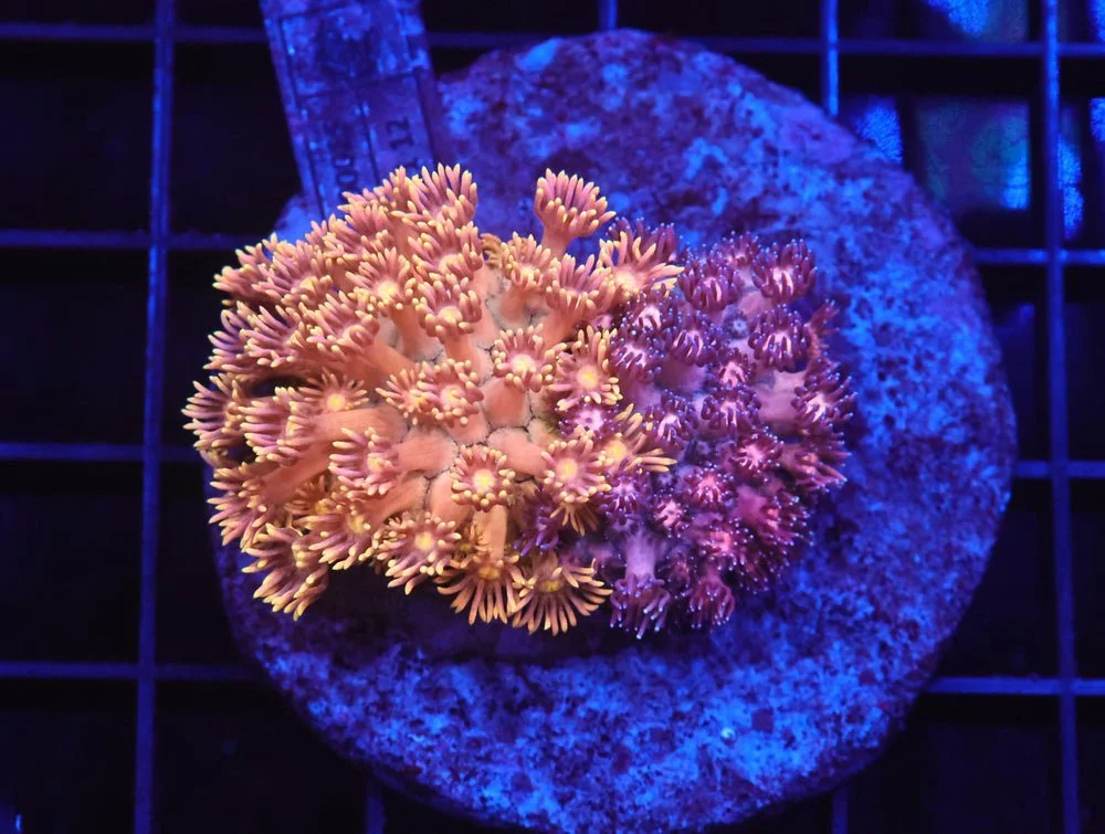 B15 -Indo Rainbow Garden Goniopora — Special Order [SDC-B15]