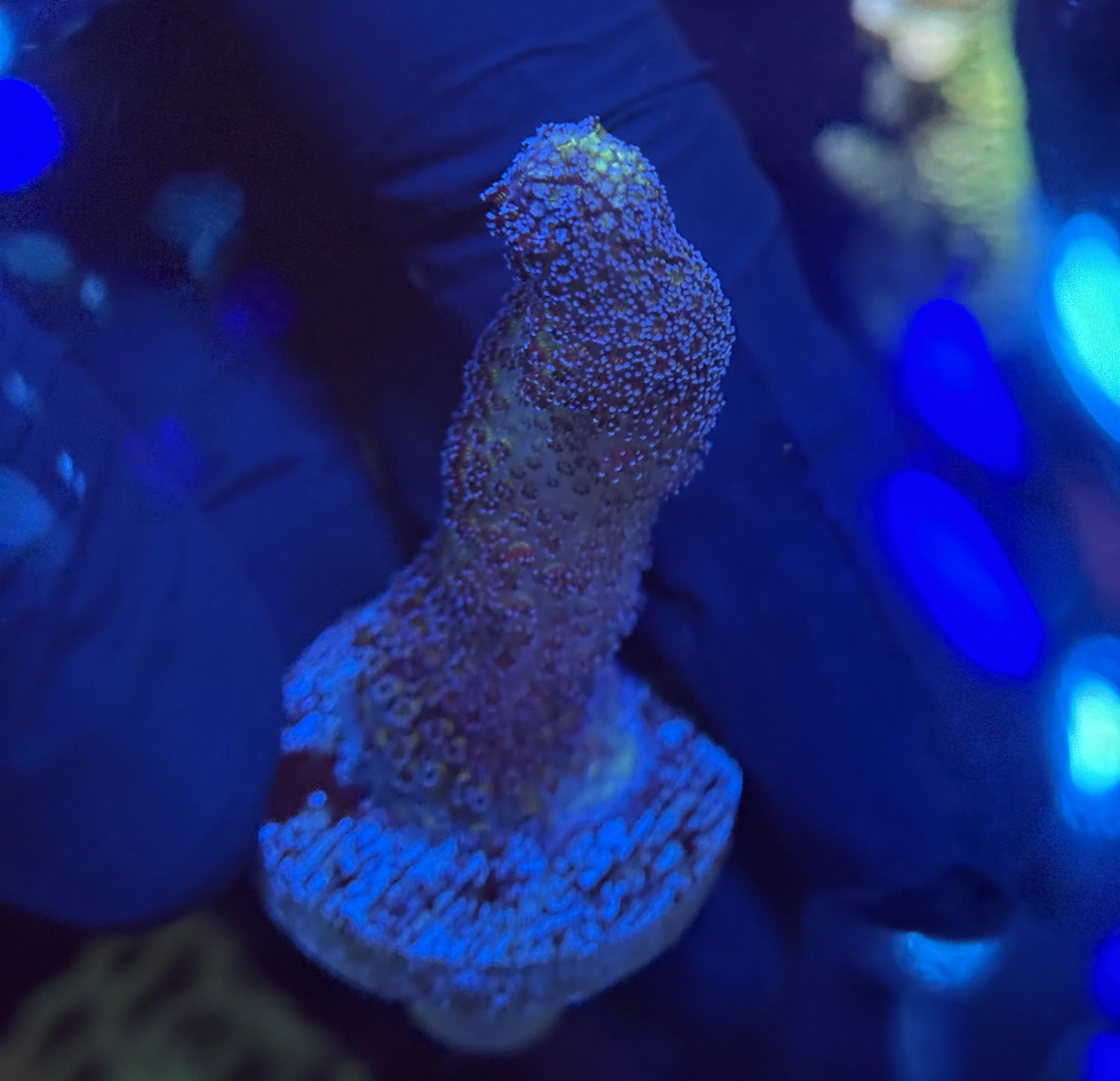 Blue Stylo Frag 002 $30.jpg
