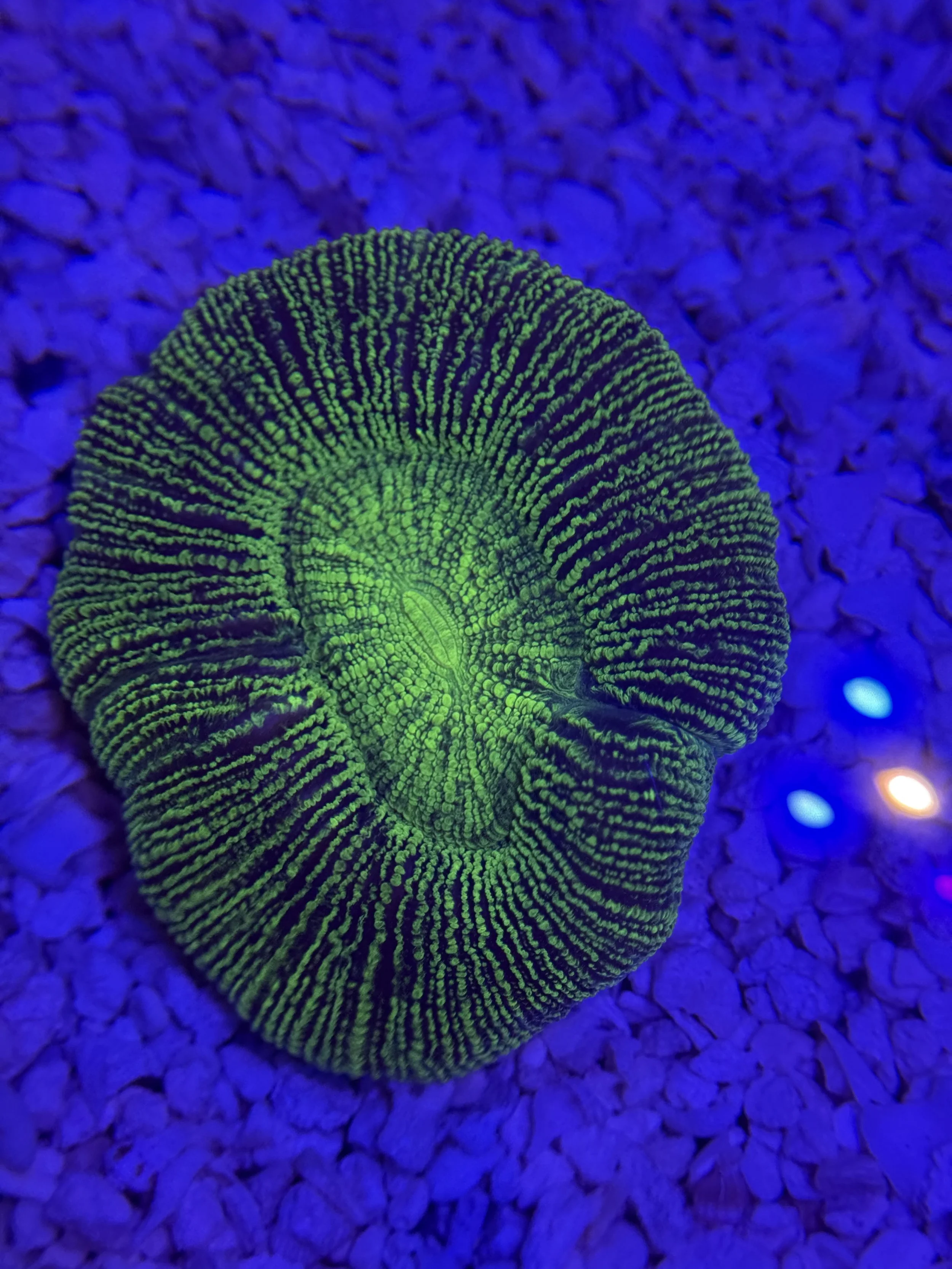 Neon Green Trachyphyllia