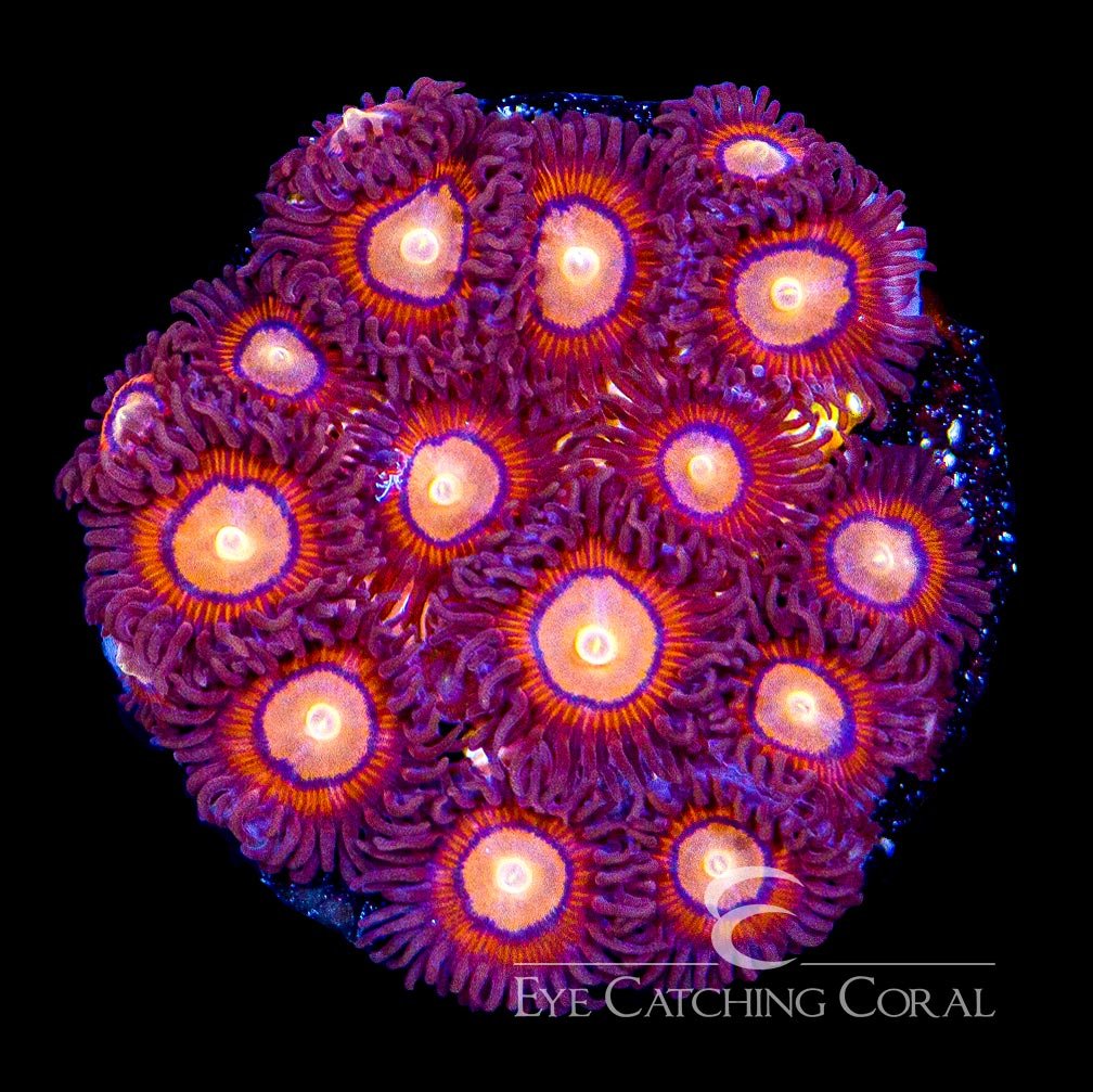ECC Halo Monster Zoanthid Frag (4+ Polyp Average) — Special Order [AC584]