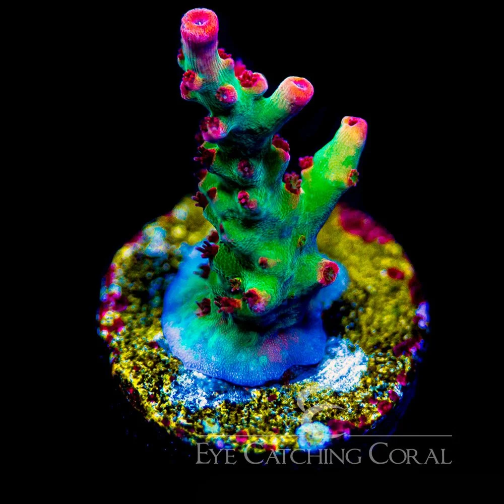 ECC Shortcake Acropora Frag — Special Order [AC1001]