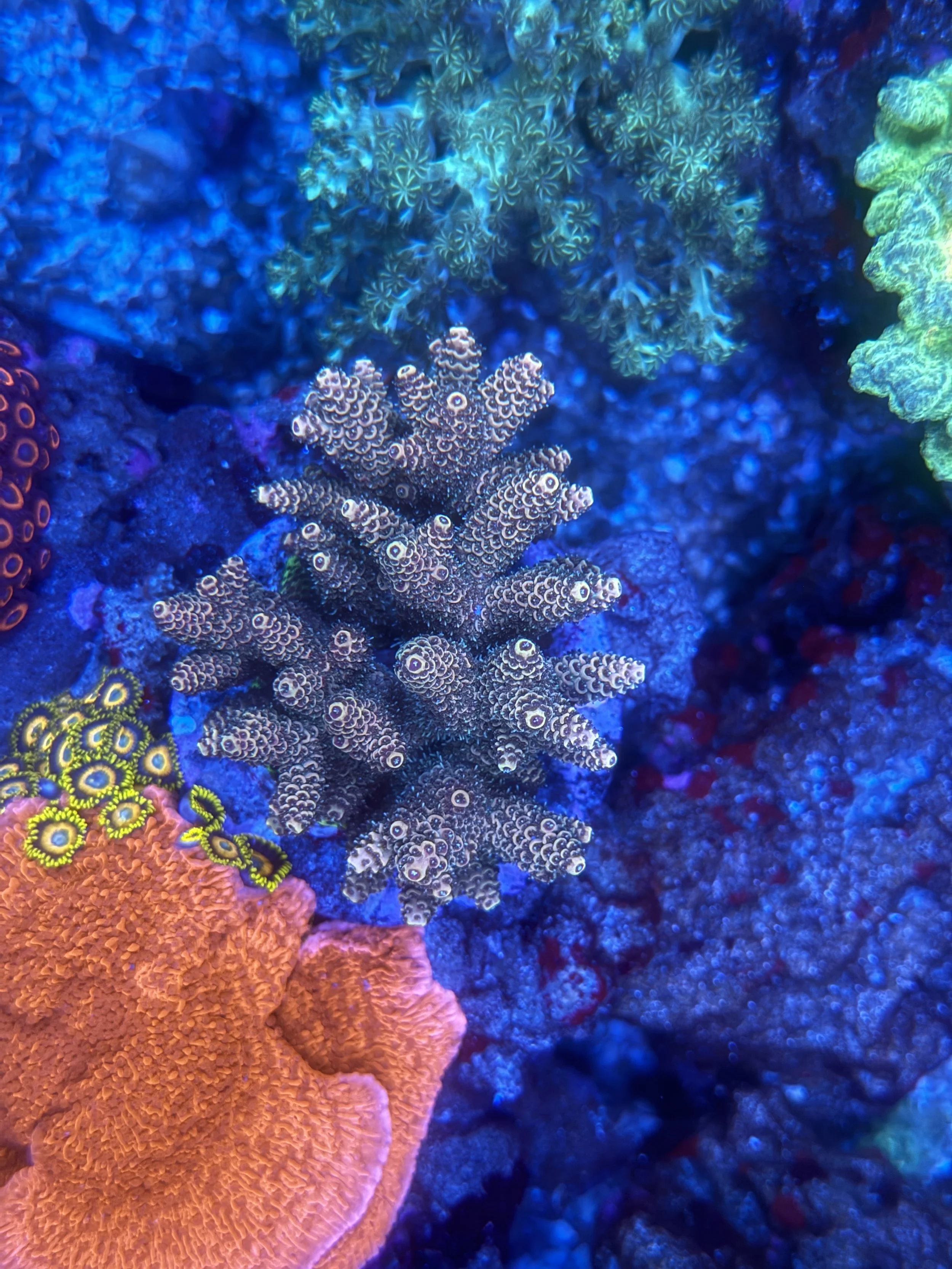 Indo Acro Sunrise Millie Cultured LG