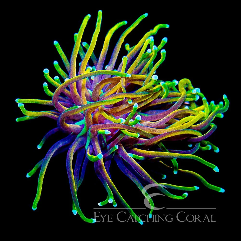ECC Golden Dragon Torch Frag — Special Order [AC998]