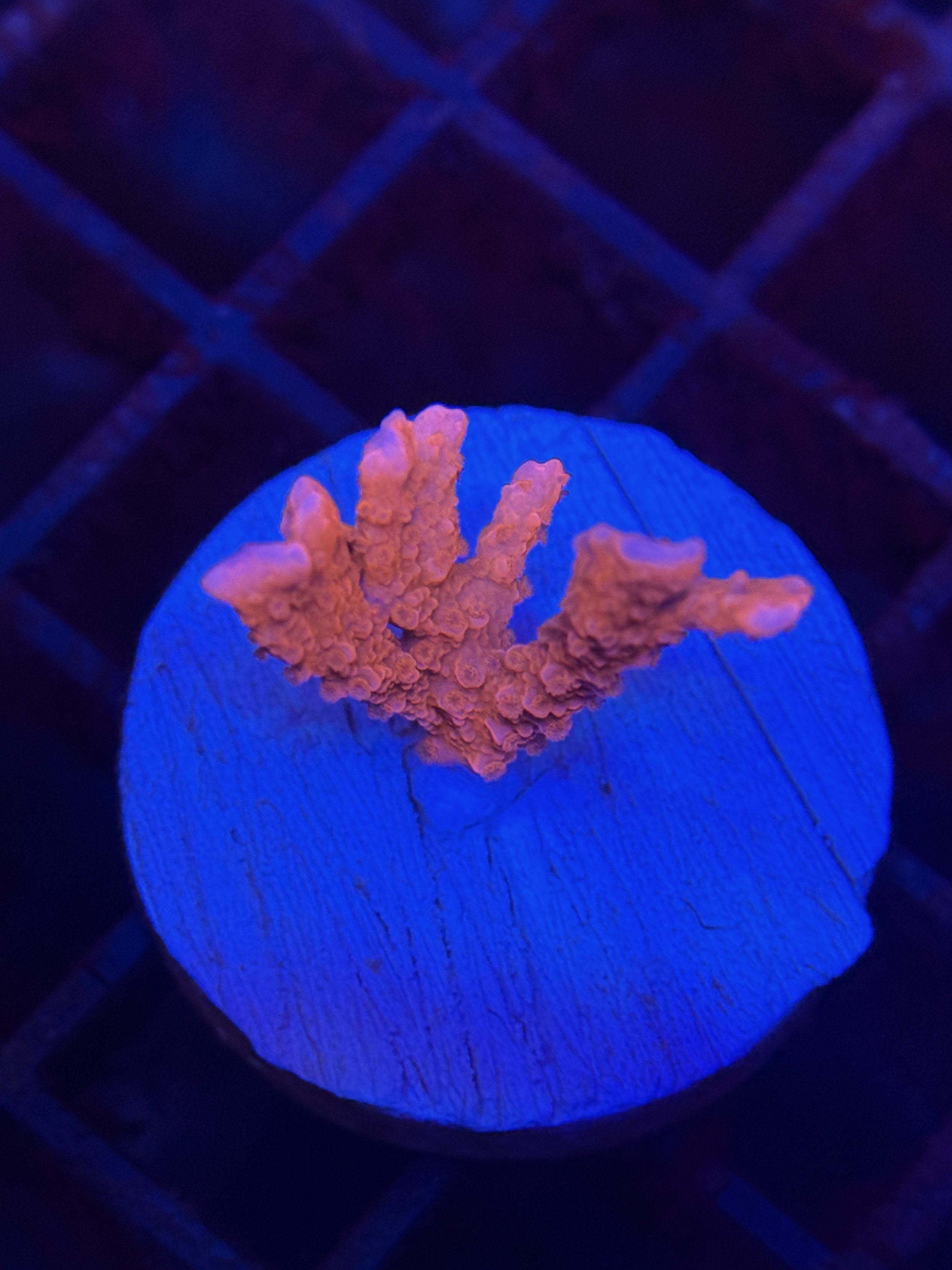 TNT Anacropora Coral