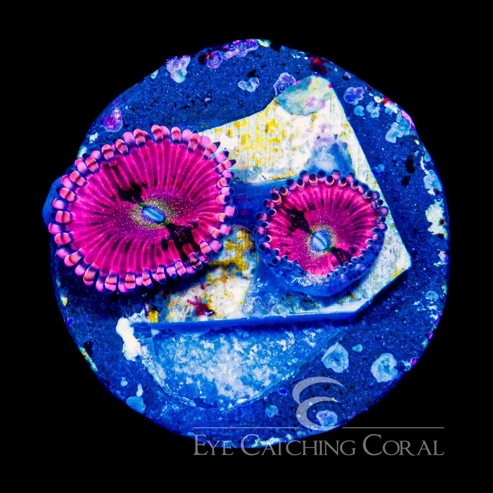 ECC Pink Sapphire Zoanthid Frag (2+ Polyp Average) — Special Order [AC1101]