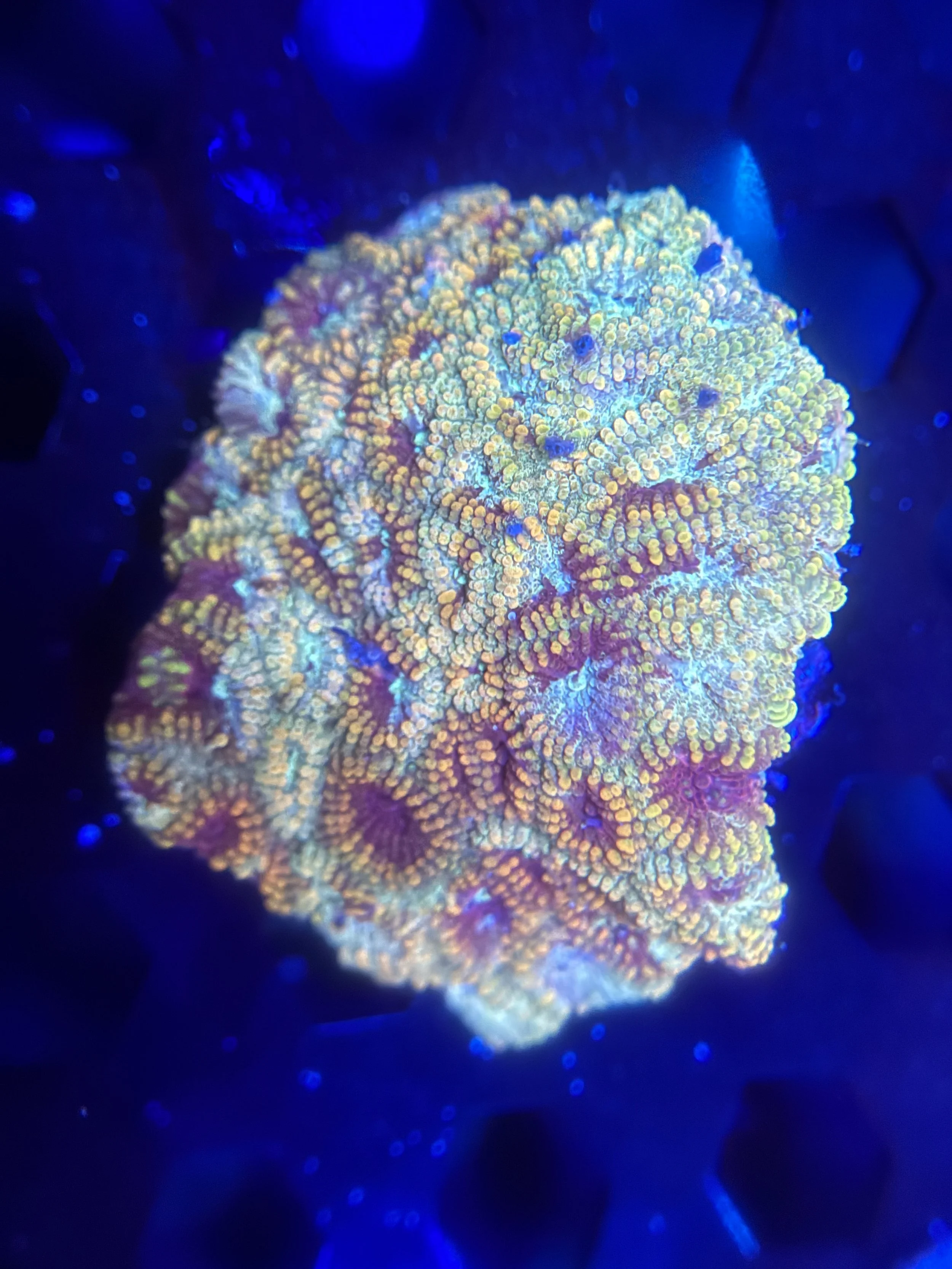 Solar Flare Favia Mini Colony