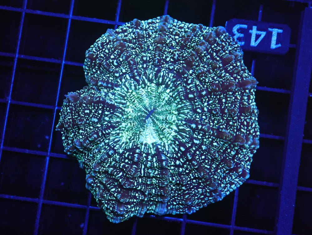 B143 - Aussie Glitter Acanthophyllia — Special Order [SDC-B143]