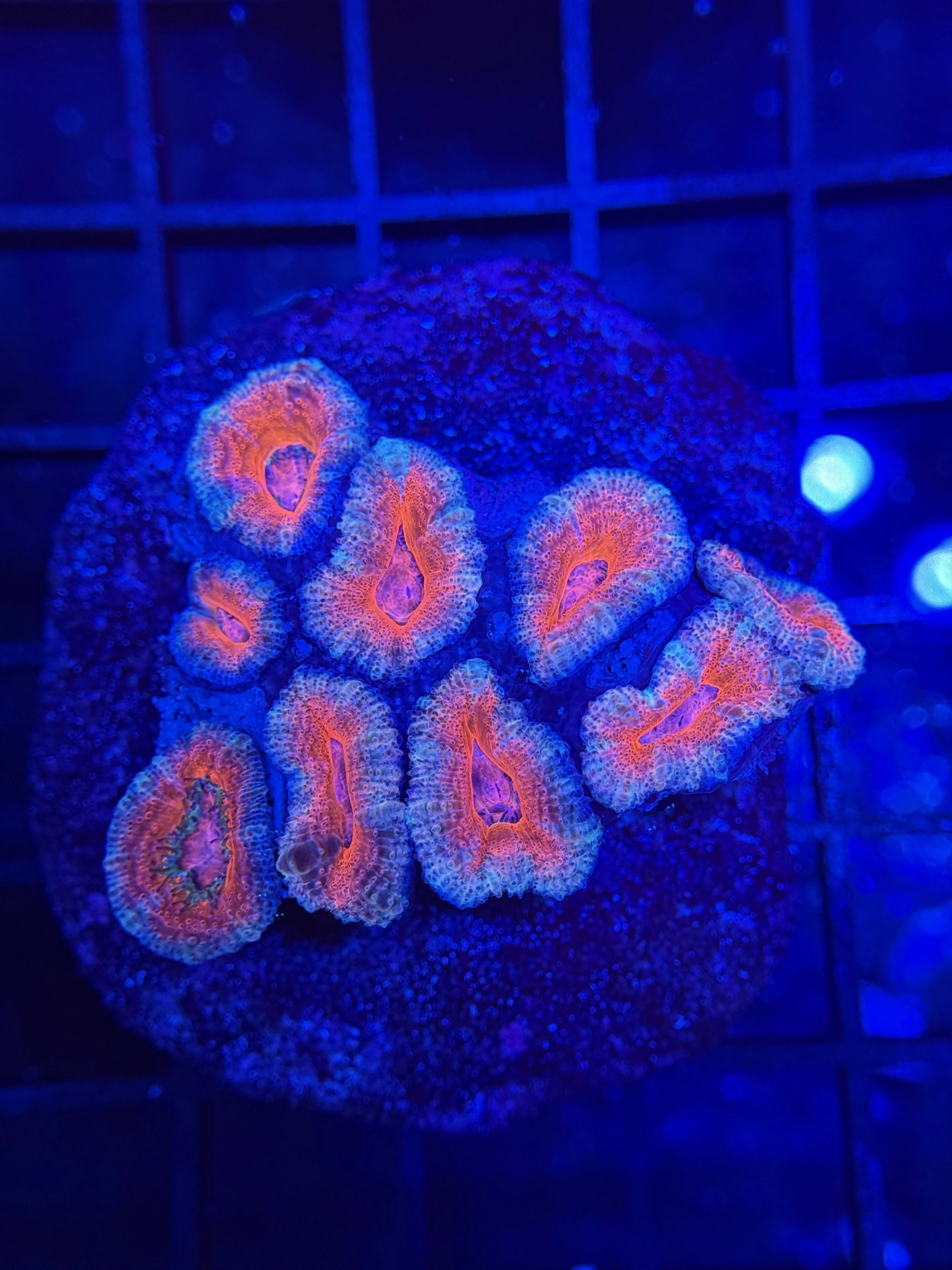 Red Acan Lord Mini Colony