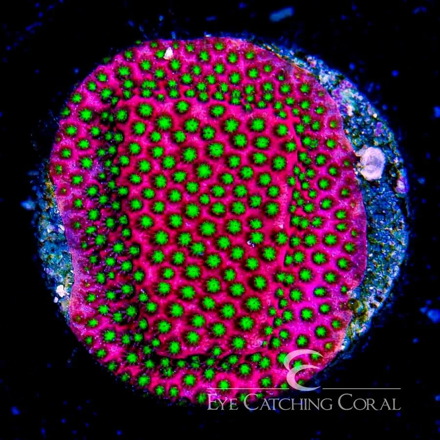 WWC Electric Daisy Stylocoeniella Frag — Special Order [AC371]