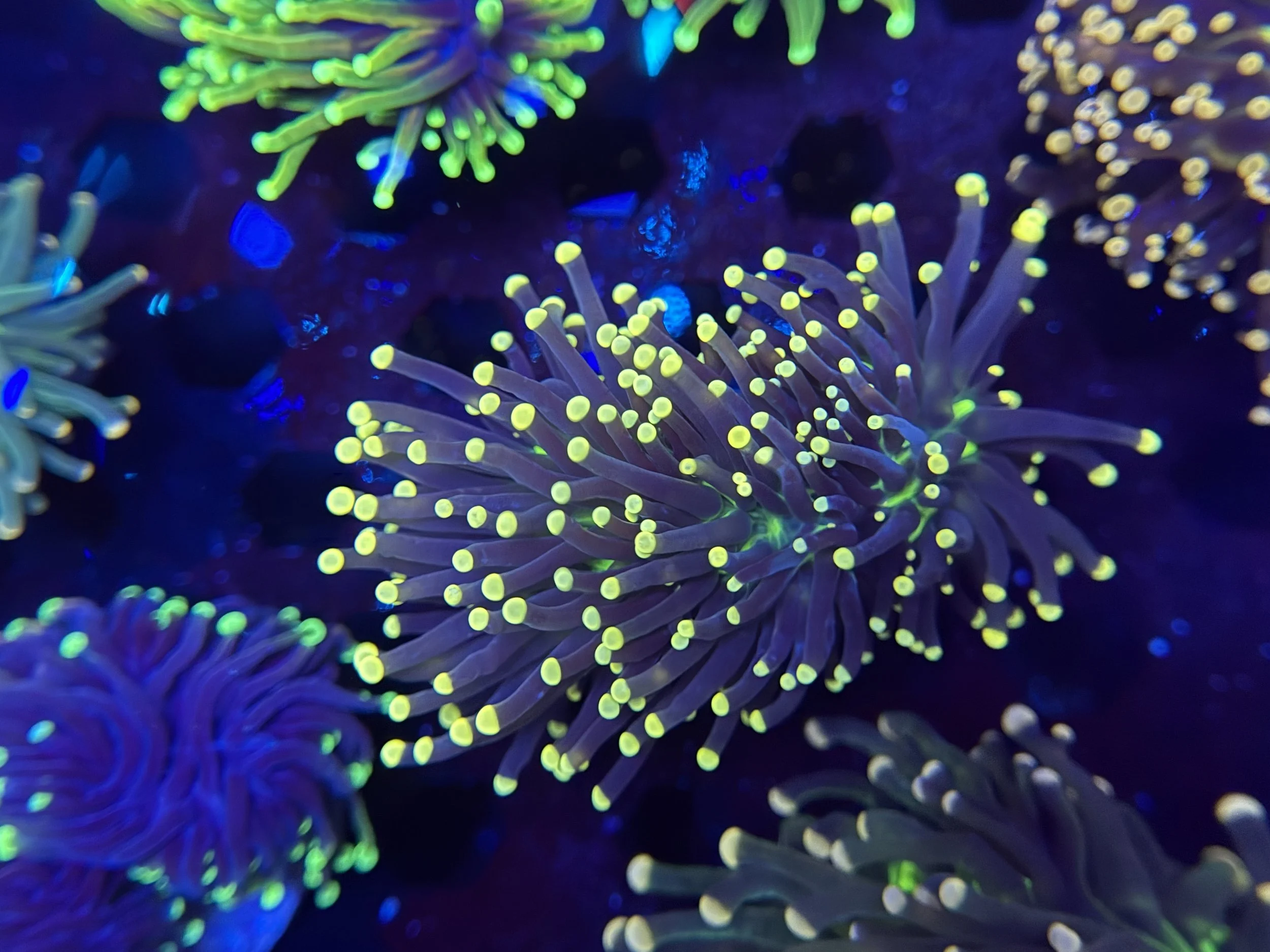Blackout Torch Colony
