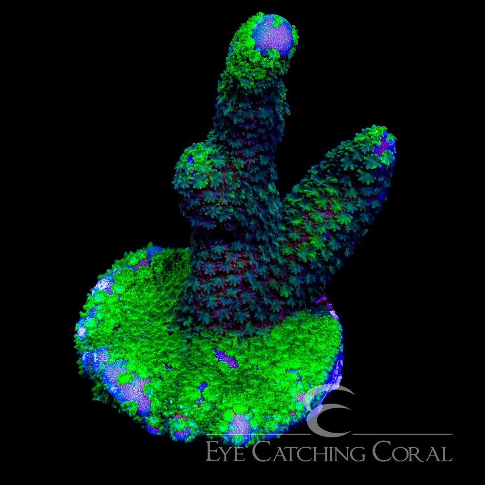 ECC Green Machine Montipora Digitata Frag — Special Order [AC1041]