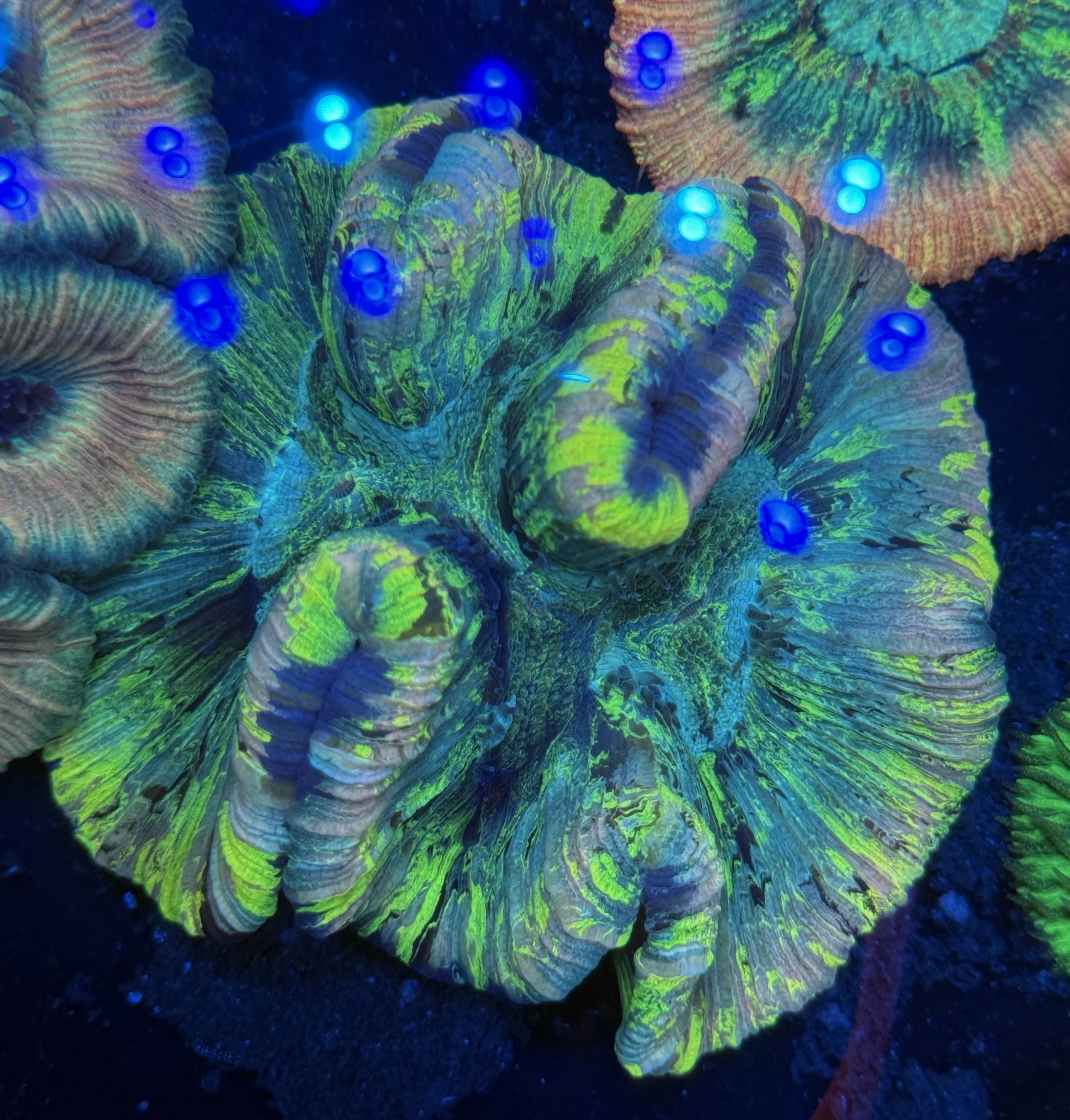 Ultra Wellsophyllia 001 $240.jpg
