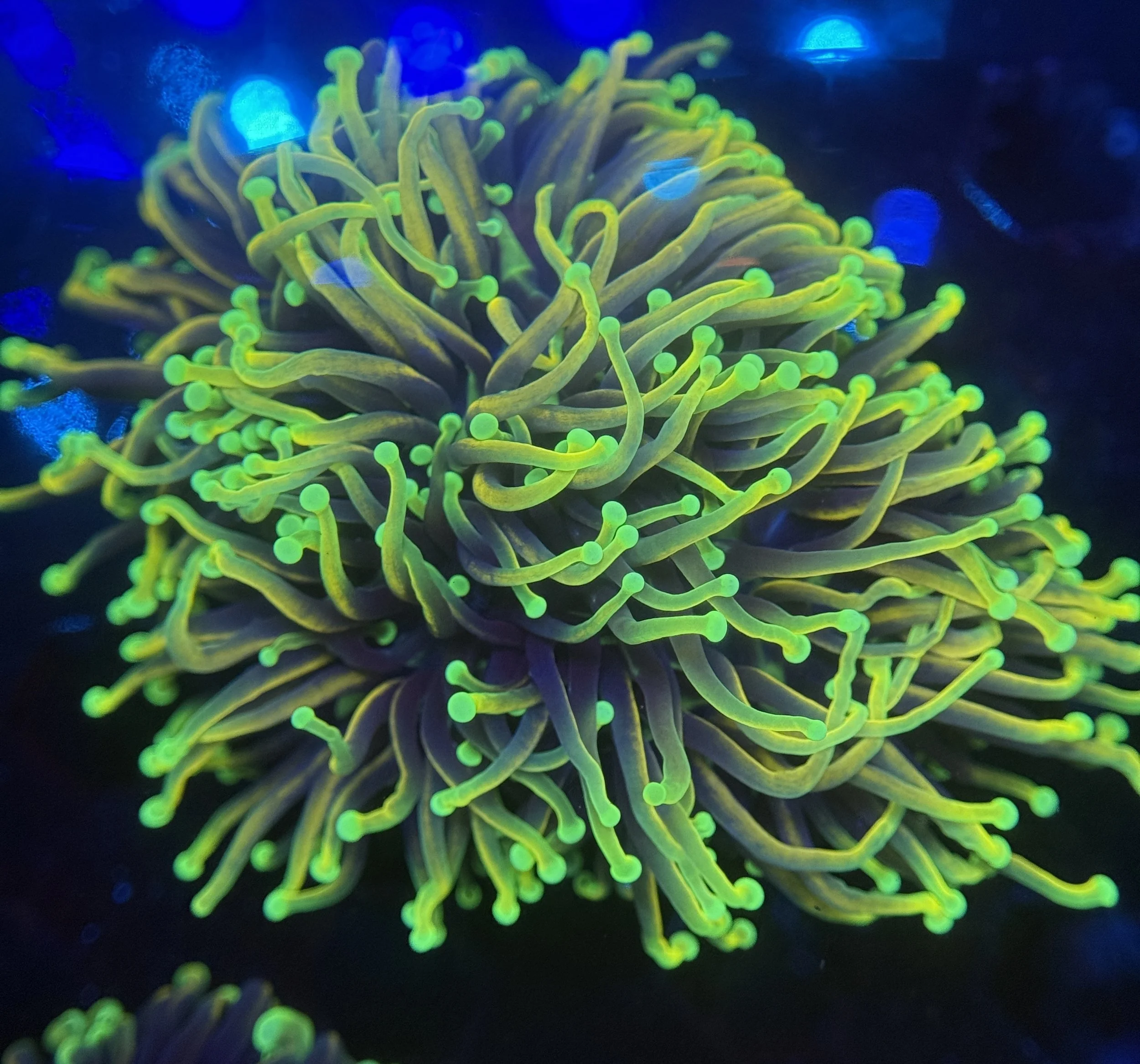 Lemon Peel Torch Colony $240.jpg